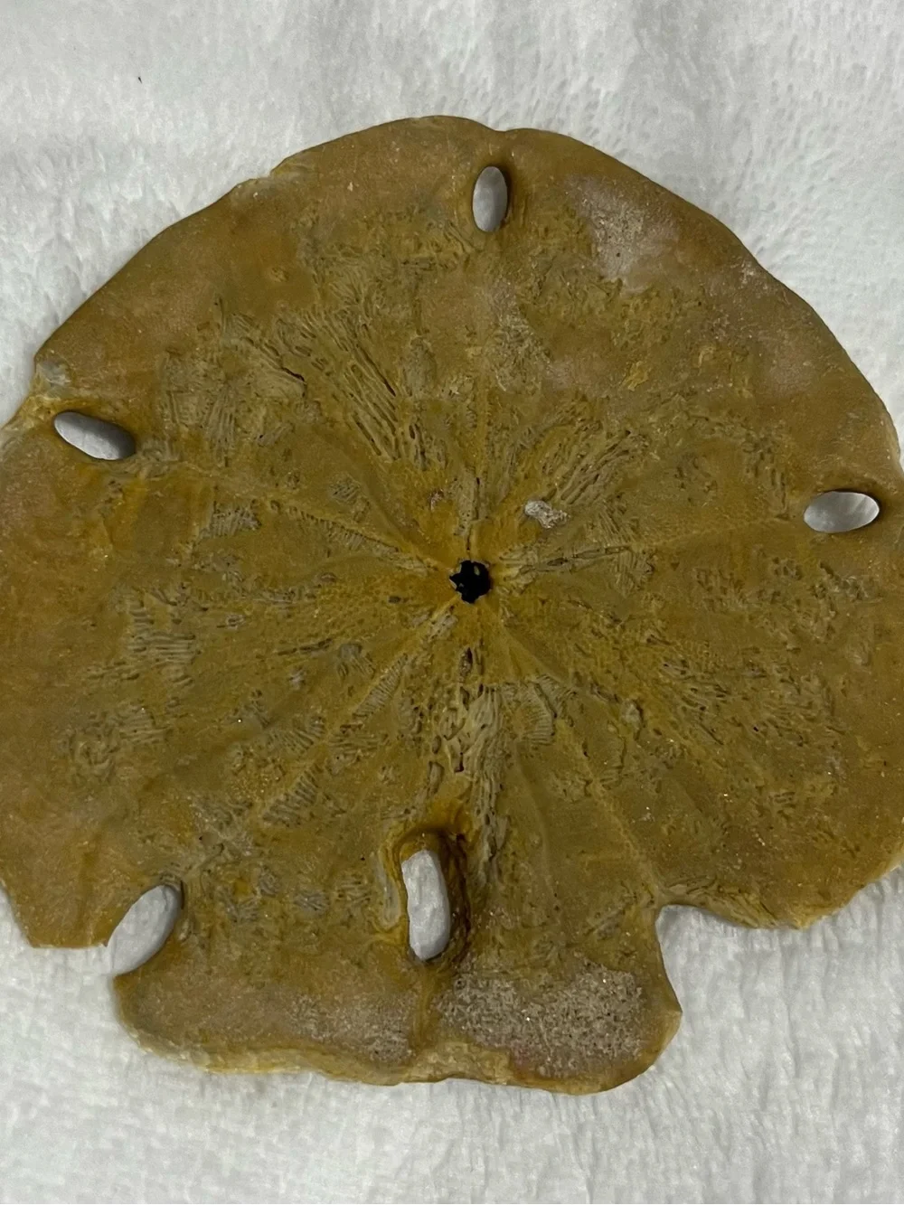 Natural Keyhole Sand Dollar Shell Beach Ocean Coastal Decor Collectible 4-5 In